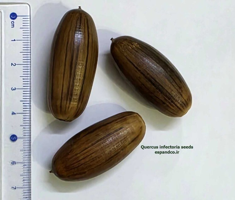 Quercus infectoria seeds